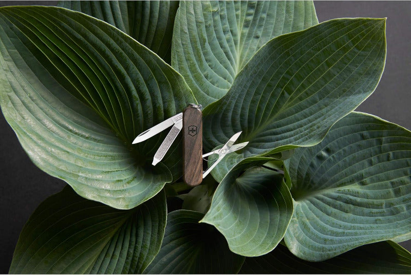 VICTORINOX Classic SD Wood – Small Swiss Army Knife | 5-Function Multitool with Blade, Nail File & More